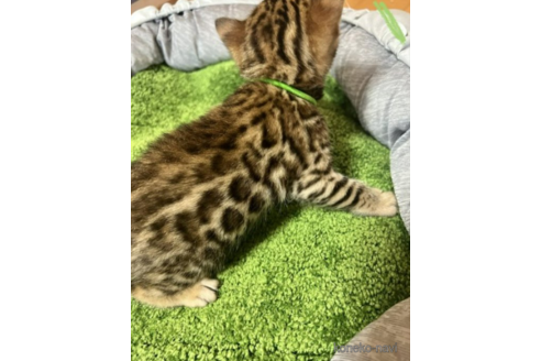 成約済の福岡県のベンガル-50176の2枚目